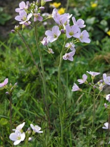 Горва ливадна билка - Cardamine pratensis