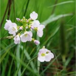 Random image: Горва ливадна листа - Cardamine pratensis