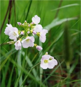 Горва ливадна листа - Cardamine pratensis