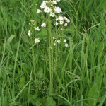 Random image: Горва ливадна стрък - Cardamine pratensis