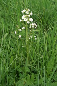 Горва ливадна стрък - Cardamine pratensis