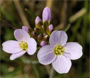 Горва ливадна цвят - Cardamine pratensis