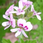 Random image: Индрише билка - Pelargonium roseum