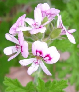 Индрише билка - Pelargonium roseum