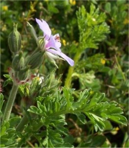 Индрише лист - Pelargonium roseum