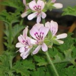 Random image: Индрише стрък - Pelargonium roseum