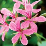 Random image: Индрише цвят - Pelargonium roseum