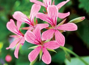 Индрише цвят - Pelargonium roseum