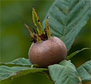 Мушмула плод - Mespilus germanica L.