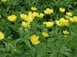 Обикновено лютиче - Ranunculus acris L.