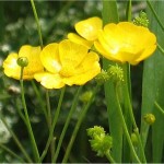 Обикновено лютиче билка - Ranunculus acris L.