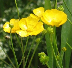 Обикновено лютиче билка - Ranunculus acris L.