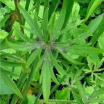 Обикновено лютиче лист - Ranunculus acris L.