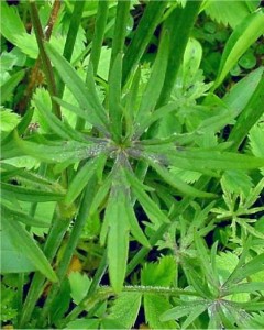 Обикновено лютиче лист - Ranunculus acris L.