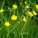 Обикновено лютиче стрък - Ranunculus acris L.