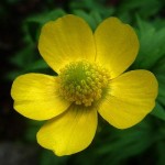 Обикновено лютиче цвят - Ranunculus acris L.