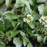 Random image: Поточарка билка - Nasturtium officinalis