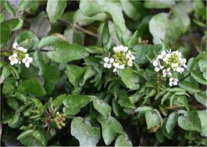 Поточарка билка - Nasturtium officinalis