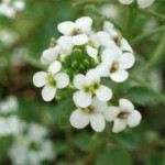 Random image: Поточарка цвят Nasturtium officinalis