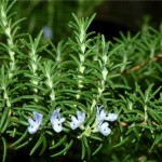 Билка Розмарин - Rosmarinus officinalis. L