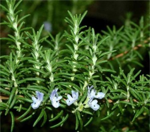 Билка Розмарин - Rosmarinus officinalis. L