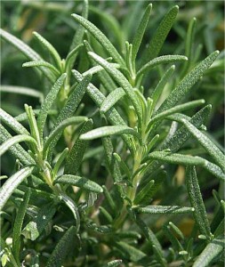 Розмарин - Rosmarinus officinalis. L-лист