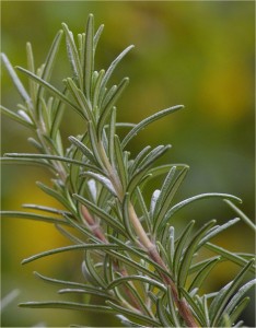 Розмарин - Rosmarinus officinalis. L-стрък