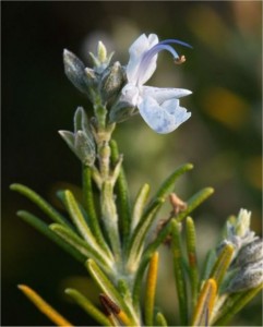 Розмарин - Rosmarinus officinalis. L-цвят