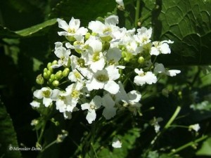 Хрян - Armoracia rusticana L.-билка