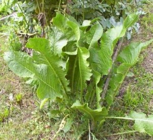 Хрян - Armoracia rusticana L.-листа