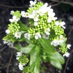 Random image: Хрян - Armoracia rusticana L.-цвят