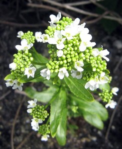 Хрян - Armoracia rusticana L.-цвят