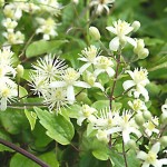 Билка Обикновен повет - Clematis vitalba