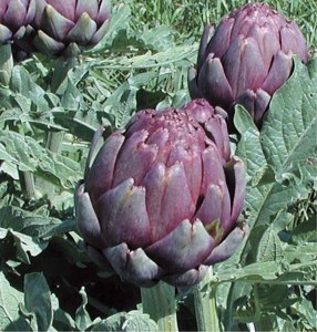 Артишок - Cynara scolymus L.