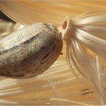 Random image: Артишок - Cynara scolymus L.-семена
