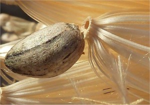 Артишок - Cynara scolymus L.-семена