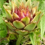 Билка-Артишок - Cynara scolymus L.