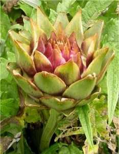 Билка-Артишок - Cynara scolymus L.