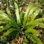 Билка - Волски език - Asplenium scolopendrium