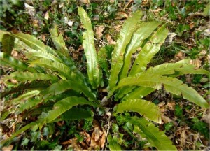 Билка - Волски език - Asplenium scolopendrium