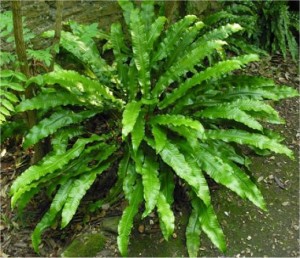 Волски език - Asplenium scolopendrium