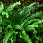 Random image: Волски език - Asplenium scolopendrium-билка