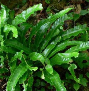 Волски език - Asplenium scolopendrium-билка