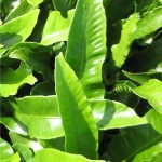 Волски език - Asplenium scolopendrium- листа