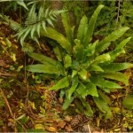 Волски език - Asplenium scolopendrium-природа