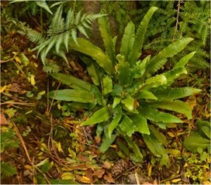 Волски език - Asplenium scolopendrium-природа