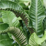 Волски език - Asplenium scolopendrium-спори