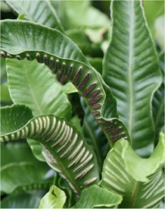 Волски език - Asplenium scolopendrium-спори