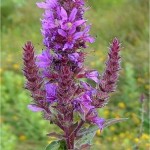 Обикновена блатия - Lythrum salicaria