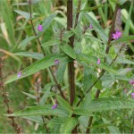 Обикновена блатия - Lythrum salicaria-листа